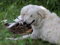 Puppys van Bliss040622-0167